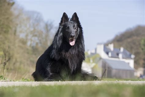 10 Popular Dog Breeds That Have Black Coats