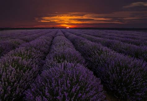 Exciting Landscape With Lavender Field At Sunset Beautiful Landscapes
