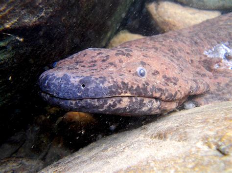 Two New Giant Salamander Species Identified Biology Sci