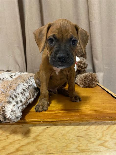 What's really special about puppy picks is that the pets featured are adoptable at el paso animal services. Boxer Puppies For Sale | El Paso, TX #332757 | Petzlover