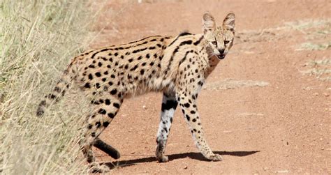 Unveiling The Secrets Of The African Serval A Comprehensive Wildlife