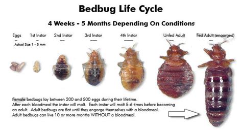 Humans have lived with bed bugs for centuries and for more than 30 years, there have been cries against infestations that according to the atlantic bedbug inspection, suffocating bed bugs may work but when done right. How To Get Rid of Bed Bugs Fast