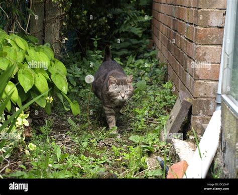 Alley Cat High Resolution Stock Photography And Images Alamy