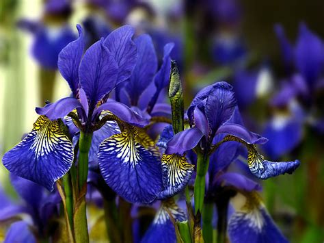 Flower Homes Iris Flowers