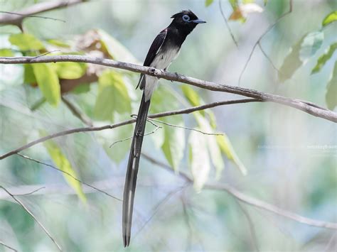 Japanese Paradise Flycatcher Ebird