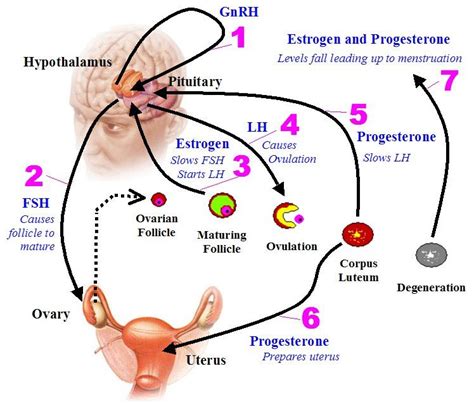 How Hormonal Changes Affect Fertility Symptoms Hormones Ovarian