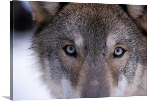 Gray Wolf Eyes Close Up In The Foothills Of The Takshanuk Mountains