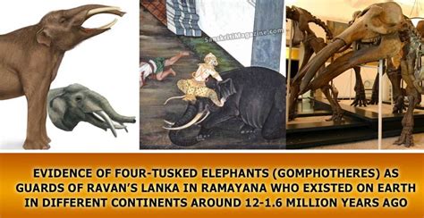 Evidence Of Four Tusked Elephants Gomphotheres As Guards Of Ravans
