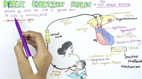Milk Ejection Reflex Physiology YouTube