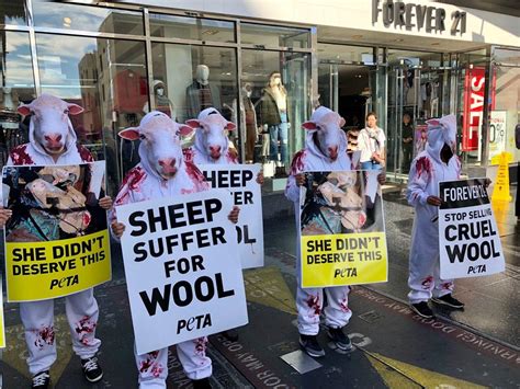 Peta Protests Wool Outside Of Retailer Unchainedtv