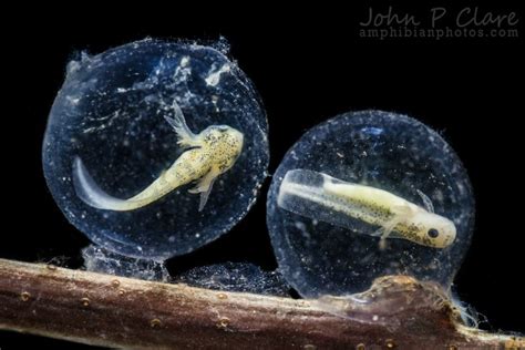 These Axolotl Embryos Are 10 Days Old A Moment After This Photo Was