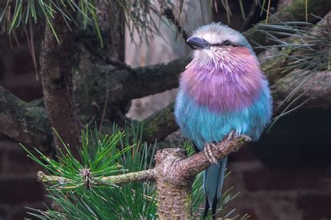 Colorful Birds Photo Contest