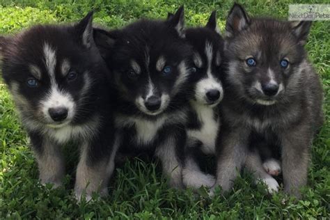Wolf Hybrid Puppy For Sale Near Dallas Fort Worth Texas 9872485d 3bc1
