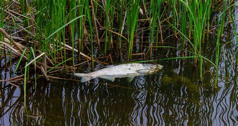 Raining Fish Explained Storm Brings In Fish Falling From Sky In Rare