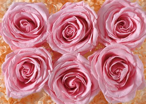 Pink Lady Rose Blooms Giant Mural Blooming Rose Pink Ladies Bloom