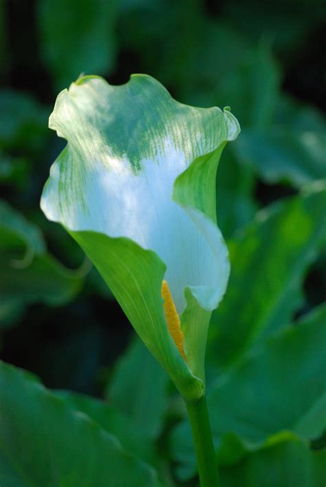 Zantedeschia Aethiopica Green Goddess Species From South Flickr