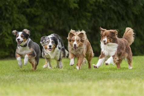 What Dog Breeds Are Best For Running