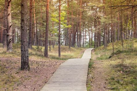 Wooden Pathway In The Forest Stock Photo Image Of Pathway Wooden