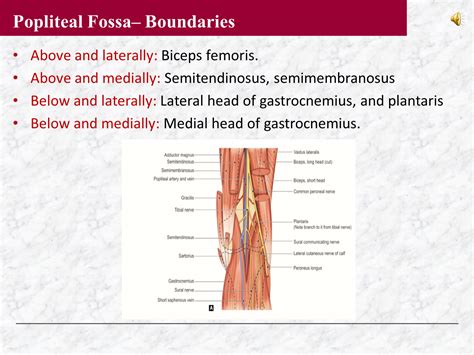 Ppt The Popliteal Fossa