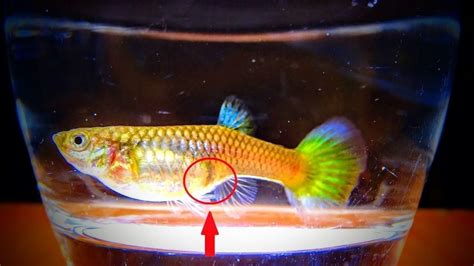 Learn also some interesting tips in breeding these lovable guppies and earn good these characteristics make guppies attractive to most aquarium enthusiasts. How to BREED guppy FISH also known as the MILLION FISH ...