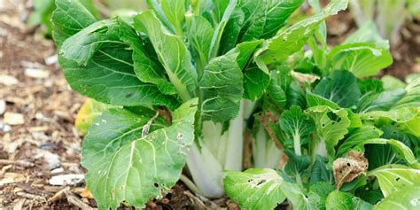 How To Grow Bok Choy Complete Planting Guide Yard Surfer