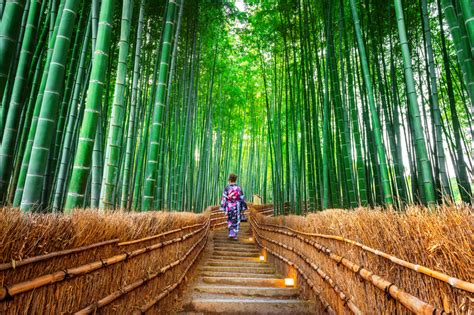 Arashiyama Bamboo Forest Japan Lookoutpro