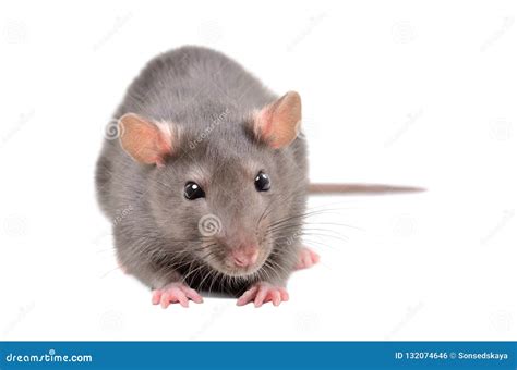 Little Gray Rat Stock Photo Image Of Mammal Frisky 132074646