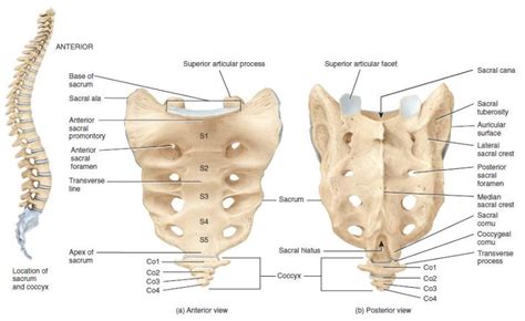 Sacrum Bone Anatomy Bone And Spine