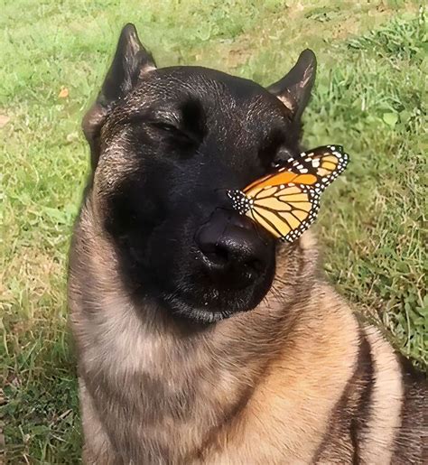 Pet Owners Take Photos Of Animals With Butterflies And The Results Are