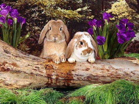 Bunny In Spring Wallpapers Wallpaper Cave