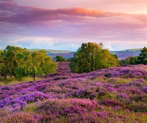 Dorset Heather Bing Wallpaper Download