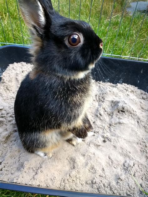 I Gave Nel A Digging Box She Loved It Ifttt