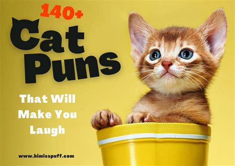 Cat Puns That Will Make You Laugh