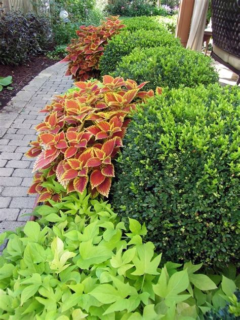 Coleus Front Lawn Landscaping Low Maintenance Landscaping Front Yard
