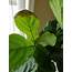 Whats Wrong With My Fiddle  The Leaf Fig Plant Resource