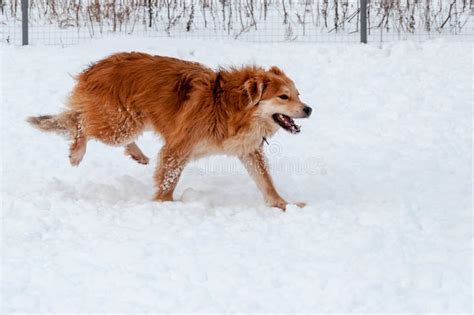 Large Beautiful Red Cheerful Dogs Run And Jump Joyfully On A Snow