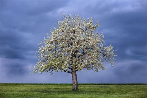 Blossoming Spring Tree Hd Wallpaper Background Image 2048x1365 Id