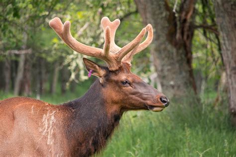 Elk Spirit Animal Totem Meaning Embrace Confidence In Life Sunsignsorg
