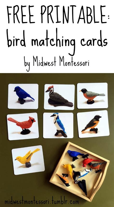 Midwest Montessori — Bird Matching Cards A Free Printable