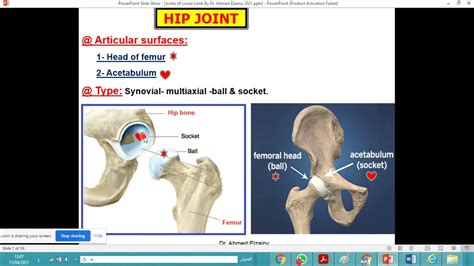 Joints Of Lower Limb Part 1 Dr Ahmed Elzainy Youtube