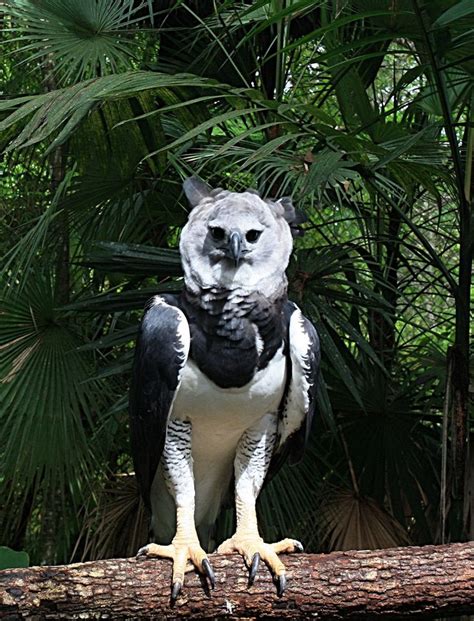 Harpia Harpyja Belize 8a Harpy Eagle Wikipedia The Free