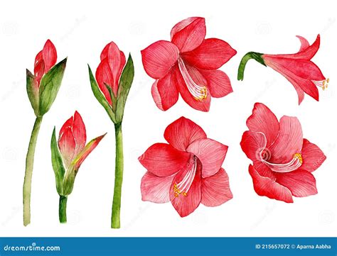 A Collection Of Hand Drawn Watercolor Illustration Of Amaryllis