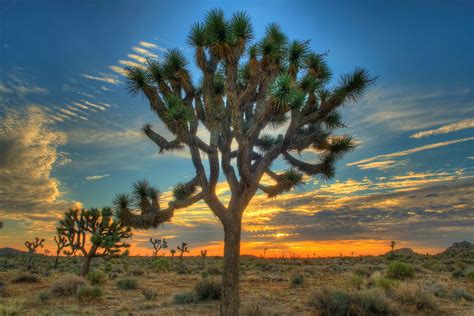 Everyone subscribed to this subreddit and/or posting here has an interest in joshua tree national park, truly one of the most amazing places on the planet. The 5 Best Day Hikes in Joshua Tree National Park