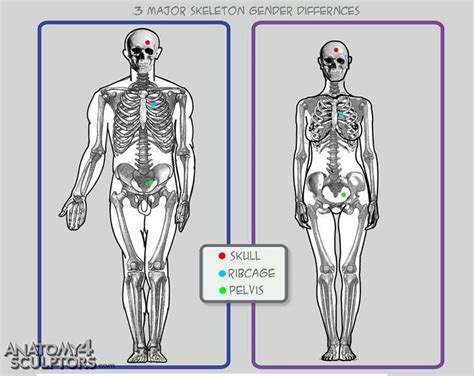 Male Vs Female Skeleton Human Anatomy Female Female Skeleton Human Anatomy Art