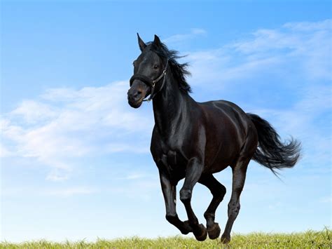 All 3d 60 favorites abstract animals anime art black cars city dark fantasy flowers food holidays horse wallpapers, backgrounds, images— best horse desktop wallpaper sort wallpapers by: Animals Zoo Park: Black Horses, Black Horse Wallpapers for ...