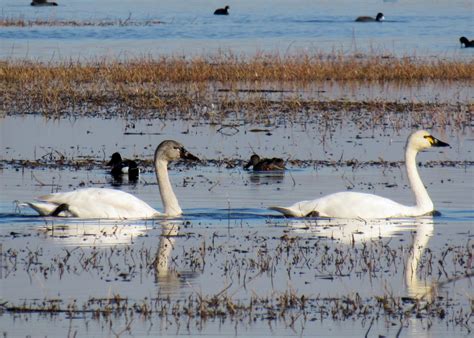 Tundra Swans Why The Central Valley Is A Special Place After All