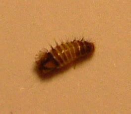 Die kleinen weißen tiere sehen den larven der mehlmotte sehr ähnlich. Braun-weisse Raupe in der Wohnung,was ist das für ein Tier ...