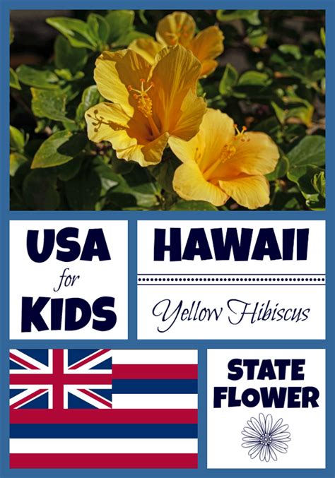 Hawaii State Flower Yellow Hibiscus By Usa Facts For Kids