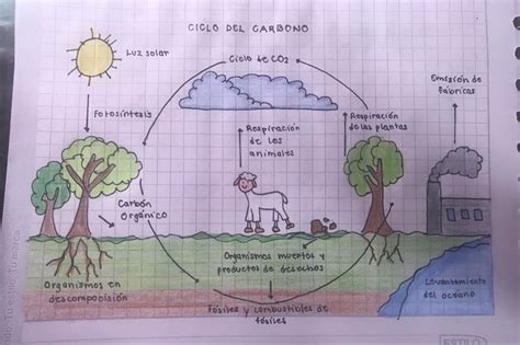 Ciclo Del Carbono Maqueta