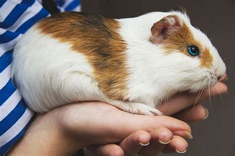 Do Guinea Pigs Recognize Their Name 4 Signs To Watch For